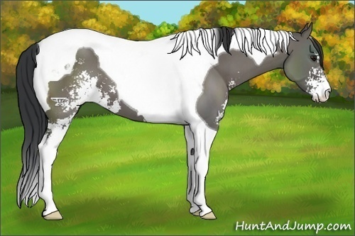 Horse Color:Grullo Sabino Tobiano 