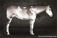 Horse Color:Platinum Liver Red Onyx Sabino 