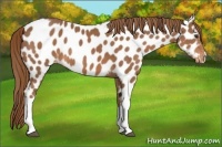 Horse Color:Unknown 