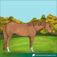 Horse Color:Chestnut 