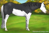 Horse Color:Black Splash