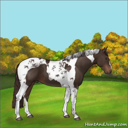 Horse Color:Liver Chestnut Tobiano 