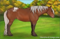 Horse Color:Silver Bay Appaloosa 
