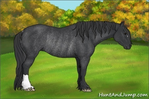 Horse Color:Black Rabicano 