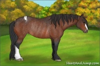 Horse Color:Bay Appaloosa Rabicano 