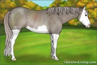 Horse Color:Silver Black Splash Rabicano