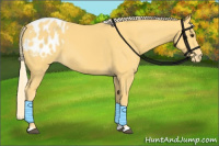 Horse Color:Palomino Appaloosa