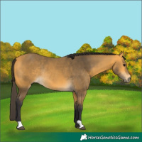 Horse Color:Buckskin Rabicano