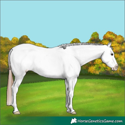 Horse Color:Chestnut Appaloosa Rabicano