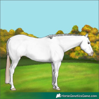 Horse Color:Chestnut Appaloosa Rabicano
