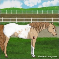 Horse Color:Red Dun Appaloosa 