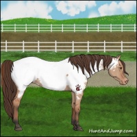 Horse Color:Bay Dun Appaloosa 