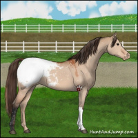 Horse Color:Bay Dun Appaloosa 