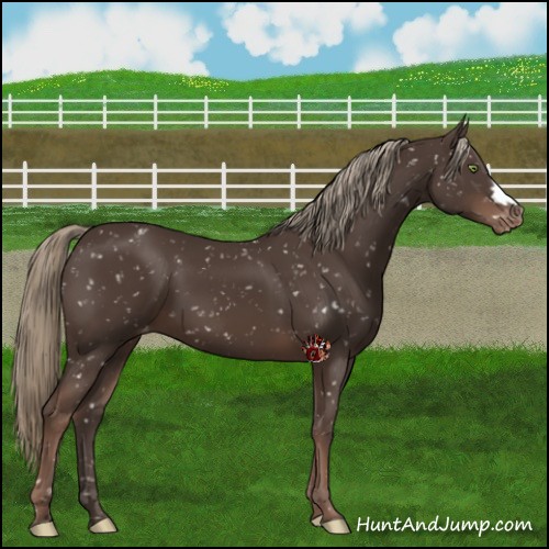 Horse Color:Liver Chestnut Mushroom Appaloosa 
