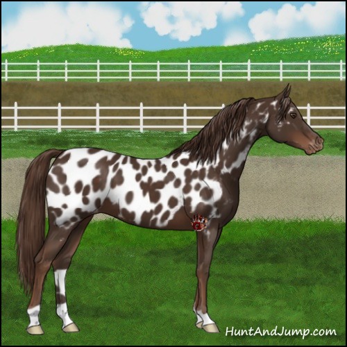 Horse Color:Liver Chestnut Appaloosa 