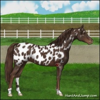 Horse Color:Liver Chestnut Appaloosa 