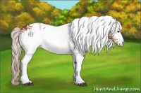 Horse Color:White Spotted Silver Bay
