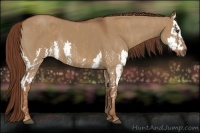 Horse Color:Red Dun Splash  Brindle