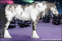 Horse Color:White Spotted Grullo Sabino Frame