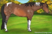 Horse Color:Unknown 