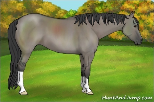 Horse Color:Unknown 