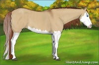 Horse Color:Red Dun Splash Brindle