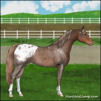 Horse Color:Liver Chestnut Appaloosa 