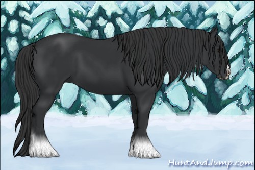 Horse Color:Black Sabino
