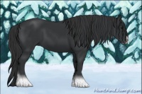 Horse Color:Black Sabino