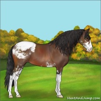 Horse Color:Bay Sabino Appaloosa