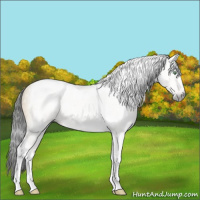 Horse Color:Gray Amber Cream Champagne Dun Tobiano 