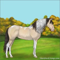 Horse Color:Sable Champagne Dun Tobiano 