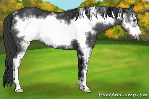 Horse Color:Black Sabino Frame