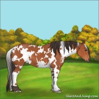 Horse Color:White Spotted Bay 