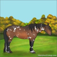 Horse Color:White Spotted Bay 