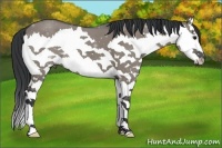 Horse Color:Grullo Splash 