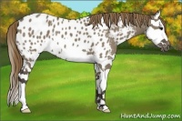 Horse Color:Smoky Grullo Splash Appaloosa 