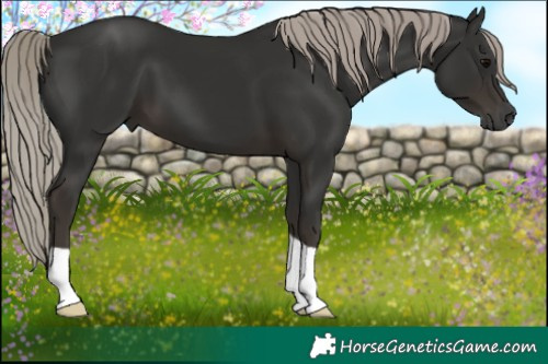 Horse Color:Gray Silver Black 