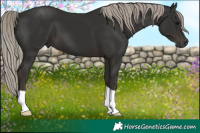 Horse Color:Gray Silver Black 