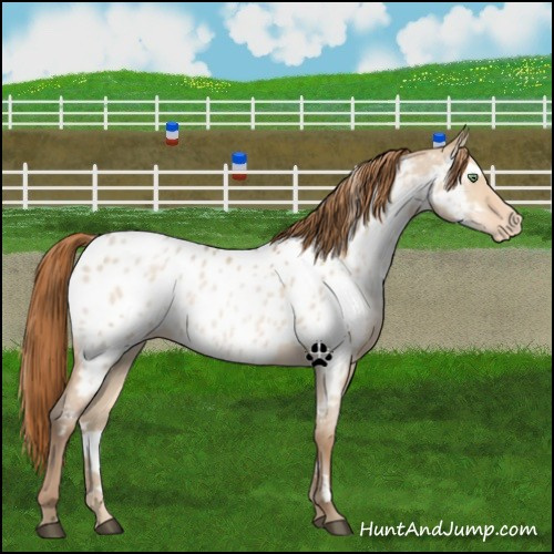Horse Color:White Spotted Bay Snowdrop Pearl Dun Near Leopard 