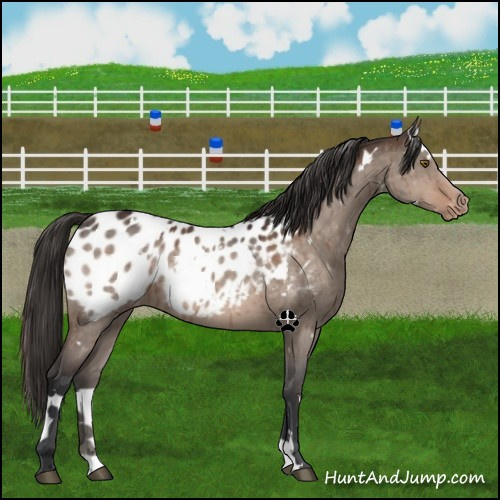 Horse Color:White Spotted Brown Dun Near Leopard Brindle 