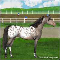 Horse Color:White Spotted Brown Dun Near Leopard Brindle 