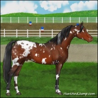 Horse Color:White Spotted Brown Blanket 