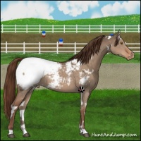 Horse Color:White Spotted Liver Red Dun Appaloosa 