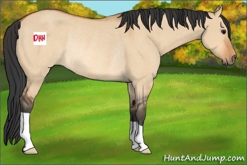 Horse Color:Bay Dun Rabicano 