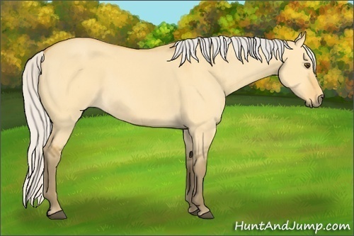 Horse Color:Silver Buckskin Dun