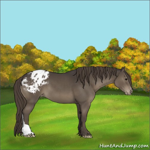 Horse Color:Smoky Black Appaloosa