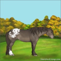 Horse Color:Smoky Black Appaloosa 