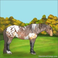 Horse Color:White Spotted Buckskin Blanket  and White Spotted Bay Blanket 