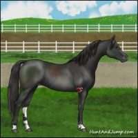 Horse Color:Liver Chestnut Appaloosa Rabicano 